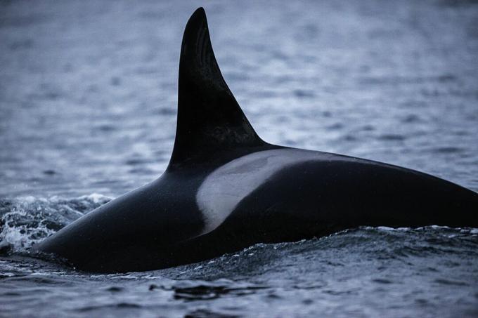 Achterkant van een orka, met de rugvin en zadelmarkering die kunnen worden gebruikt om individuen te identificeren