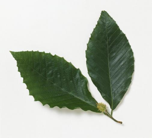 Sluit omhoog van Fagus-grandifolia (Amerikaanse beuk) bladeren met fruit tegen witte achtergrond.