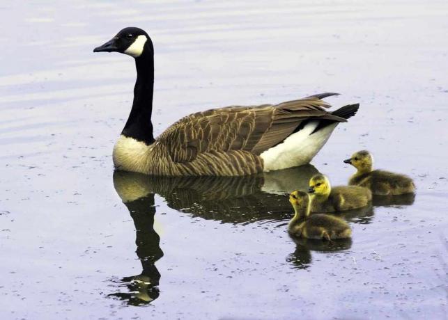 Canadese gans en gansjes op het water.