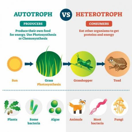 Heterotroof en autotroph vectorillustratie. Gelabelde biologische divisie.