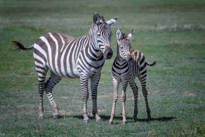 Gestreepte moeder en baby in Ngorongoro-krater, Tanzania, Oost-Afrika