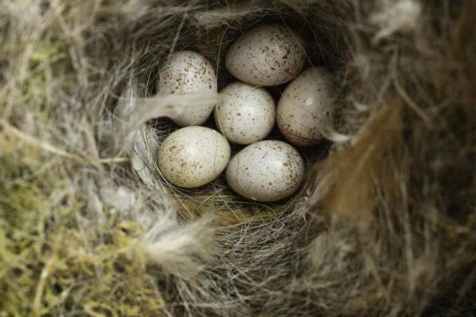 Nest en eieren van een pimpelmees (Cyanistes Caeruleus)