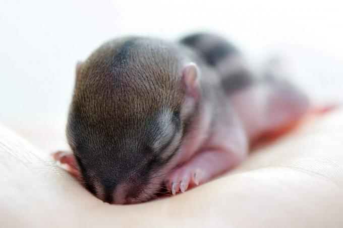 Baby-eekhoorns worden kaal en blind geboren.