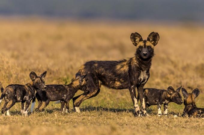 Vrouwtjes beschermen hun puppy's tegen roofdieren en andere roedelleden in plaats van te jagen.