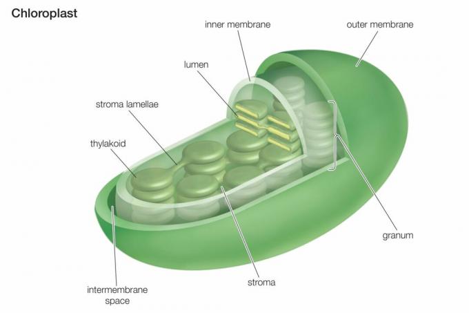Dwarsdoorsnede van een chloroplast