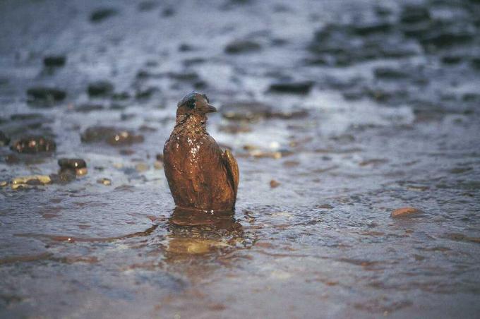 Geoliede Guillimot na keizerin olievlek, West-Wales