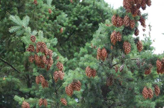 Lage Hoekmening die van Denneappels op Boom groeien