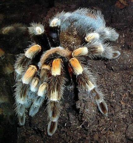 Mexicaanse Redknee Tarantula (Brachypelma smithi)