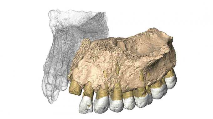 Gereconstrueerde Mislaya Maxilla