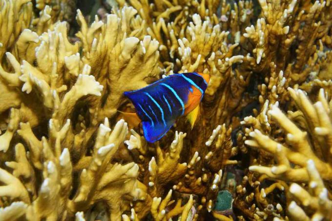 Juvenile Queen Angelfish