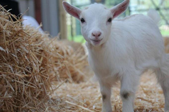 baby dwerggeit kind spelen in stro