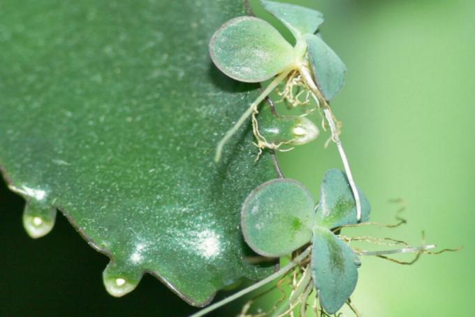 Kalanchoe - Plantjes