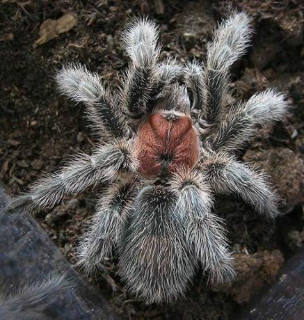 Chileense rozen-tarantula (Grammostola rosea)