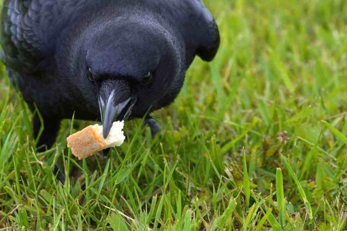 kraai met brood in zijn bek