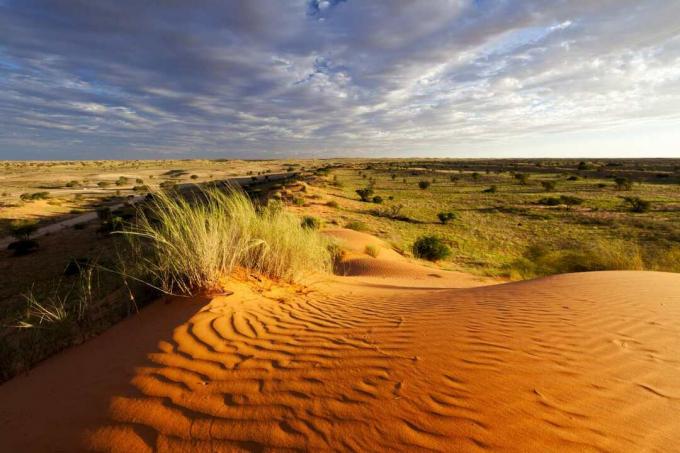 Kalahari-woestijn