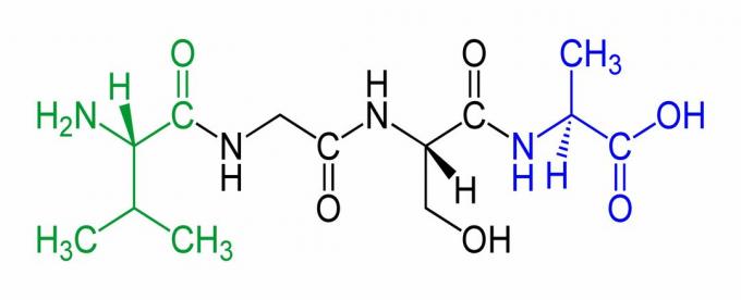 Dit is een voorbeeld van een tetrapeptide, met de N-terminus in groen en de C-terminus in blauw.