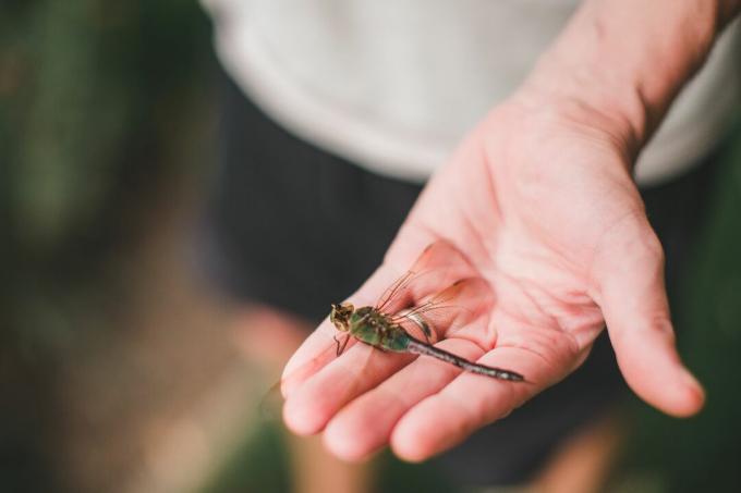 De hand van de mens reikt naar de camera en steekt een drakenvlieg uit.