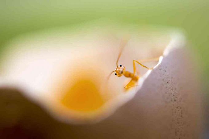 schattige kleine eenzame rode mier