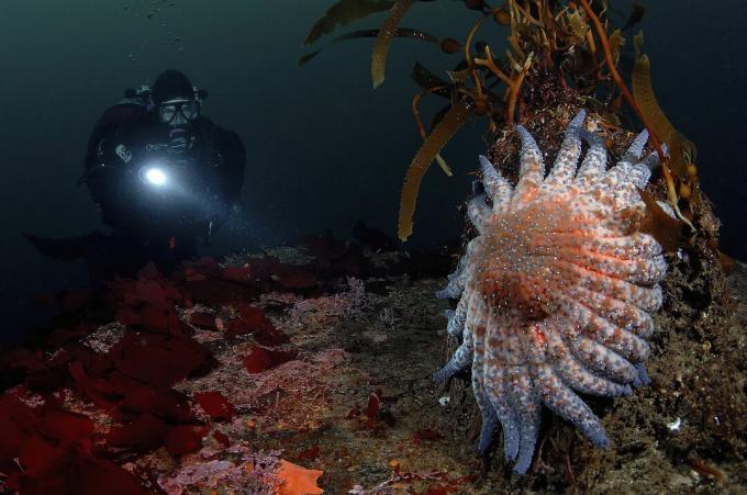 Diver and Sun Star, Crossaster sp., Monterey Bay, Californië, VS.