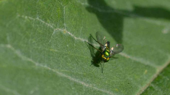 Een vlieg van de Diptera-ordezitting op een blad.