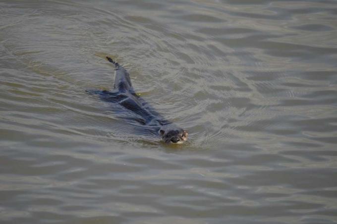 Rivierotter zwemmen