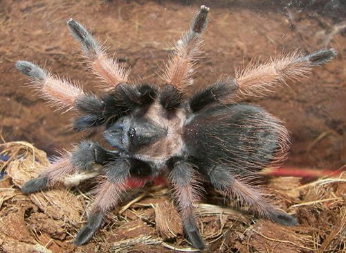 Mexicaanse Redleg Tarantula (Brachypelma emilia)