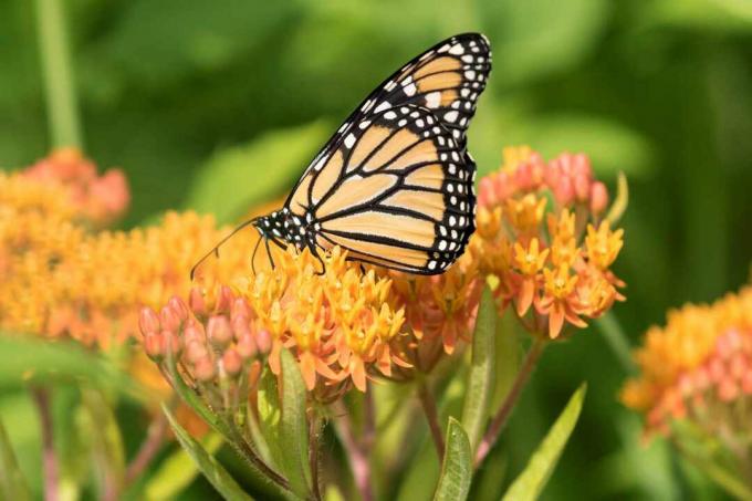 monarch eet kroontjeskruid