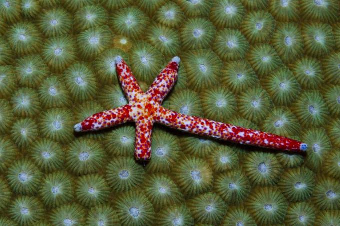 Komeet Starfish regenereert