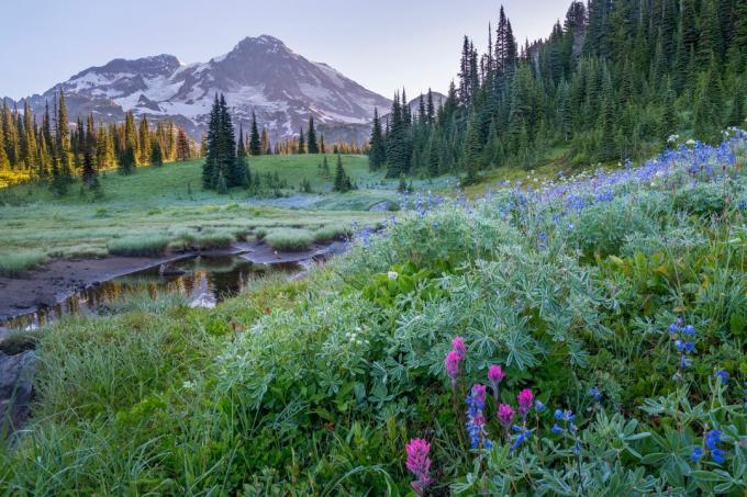 Mount Rainier National Park