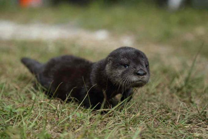 Baby rivierotter