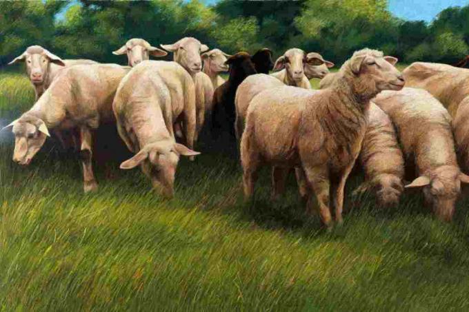 Realistische pastel illustratie van grazende schapen