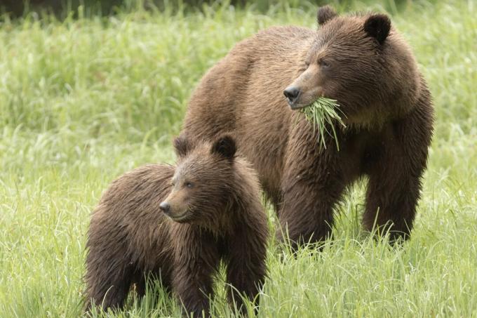 Grizzlyberen eten zowel gras als vlees.