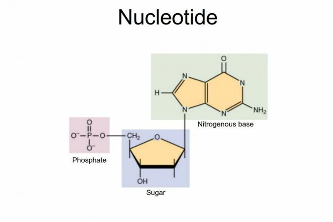 Nucleotide