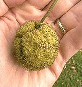 Sycamore fruitballen