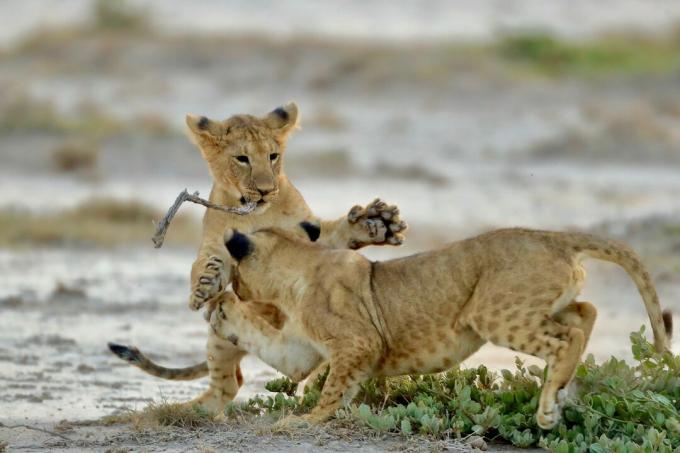 Lion Cubs spelen op veld