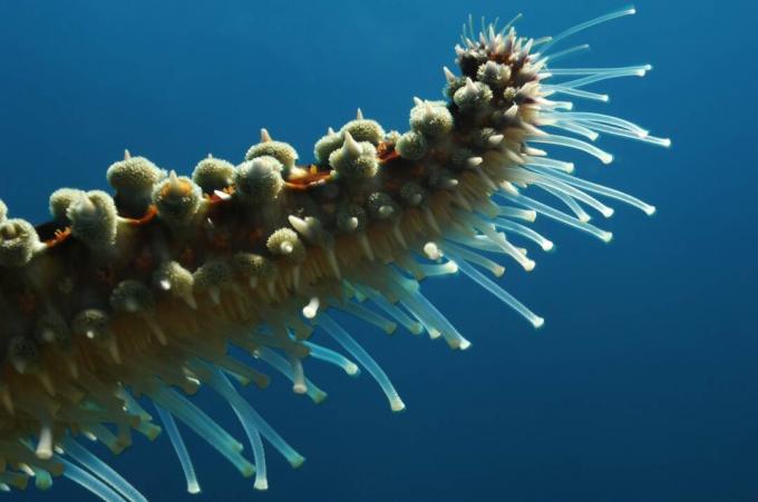 Buisvoeten van Stekelige Zeester / Borut Furlan / Getty Images