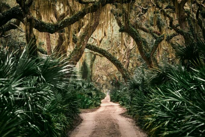 Cumberland Island National Seashore