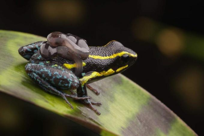 Nadat de eieren uitkomen, dragen pijlgifkikkers de kikkervisjes naar een kinderkamer gevormd door water in bromeliabladeren.