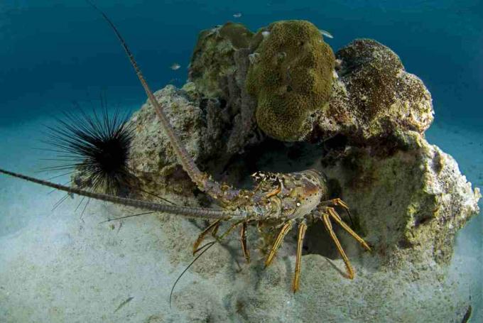 Spiny Lobster / Nature / UIG / Universal Images Group / Getty Images