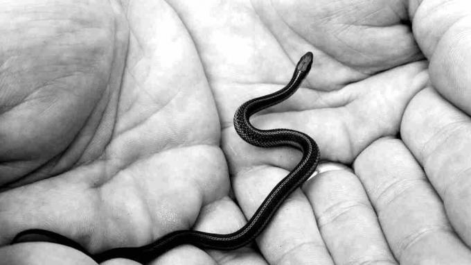 Pas uitgekomen zwarte mamba-slangen moeten voor zichzelf zorgen.