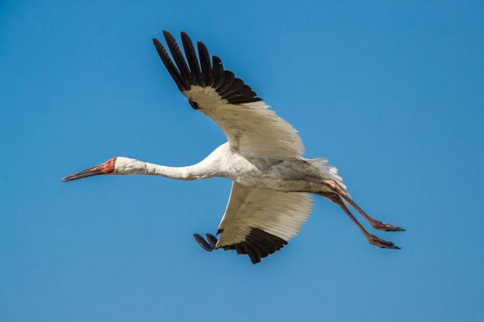 Siberische kraan (Grus-leucogeranus) tijdens de vlucht