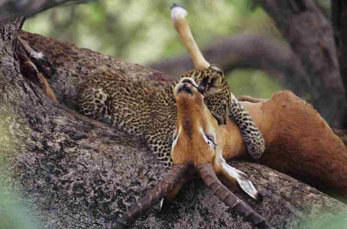 Luipaard die (Panthera-pardus) aas in boom eten, Kenia