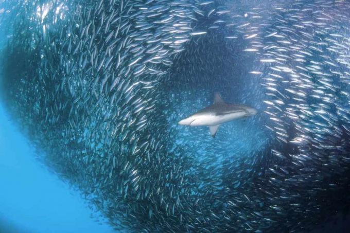 Haai en sardines