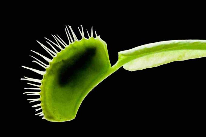 Een geschikte prooi moet klein genoeg zijn om in de val te passen, maar groot genoeg om voldoende voedingsstoffen te leveren.
