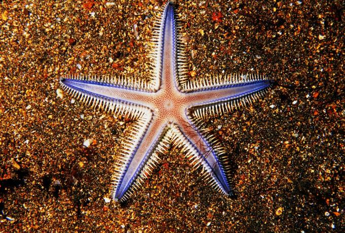 Galapagos, close-up van seastar op kleurrijk zand.