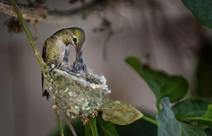 Robijnkeelkolibrie die twee baby's in nest voedt.