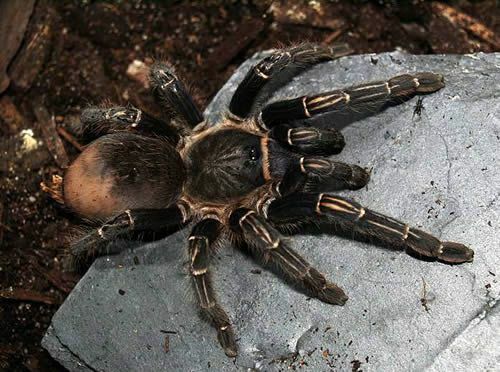 Costa Ricaanse zebra-tarantula (Aphonopelma schijnanni)