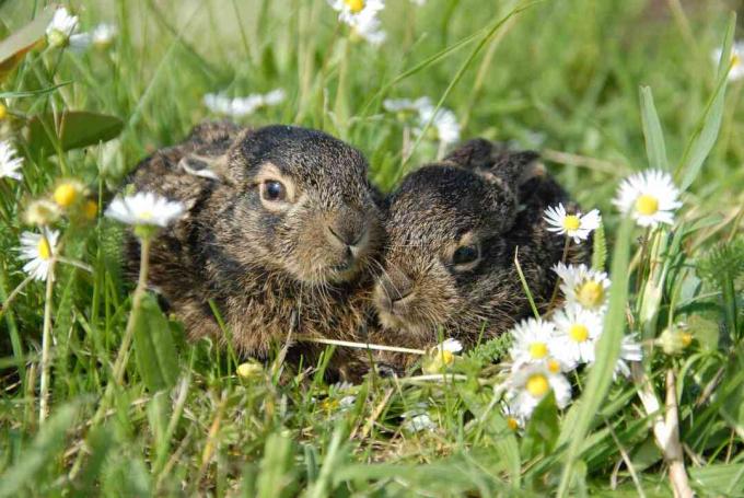 Jonge jackrabbits met zwarte staart