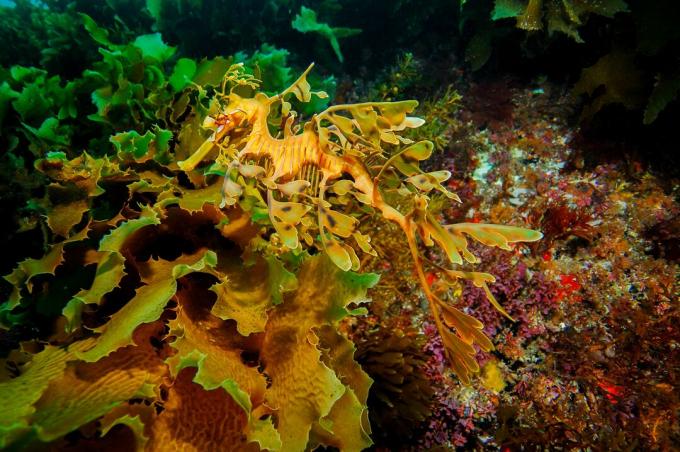 Bladachtige uitsteeksels en het vermogen om van kleur te veranderen, maken de lommerrijke zeedraak bijna onzichtbaar tegen zijn omgeving.