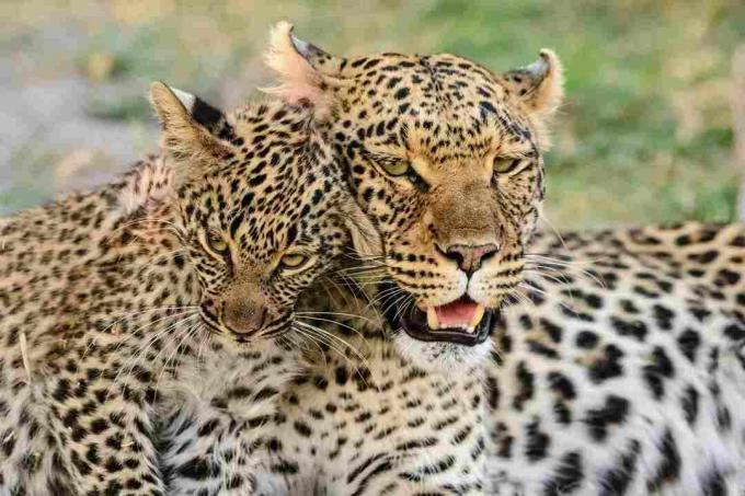 Portret van luipaard met luipaardwelp, Botswana